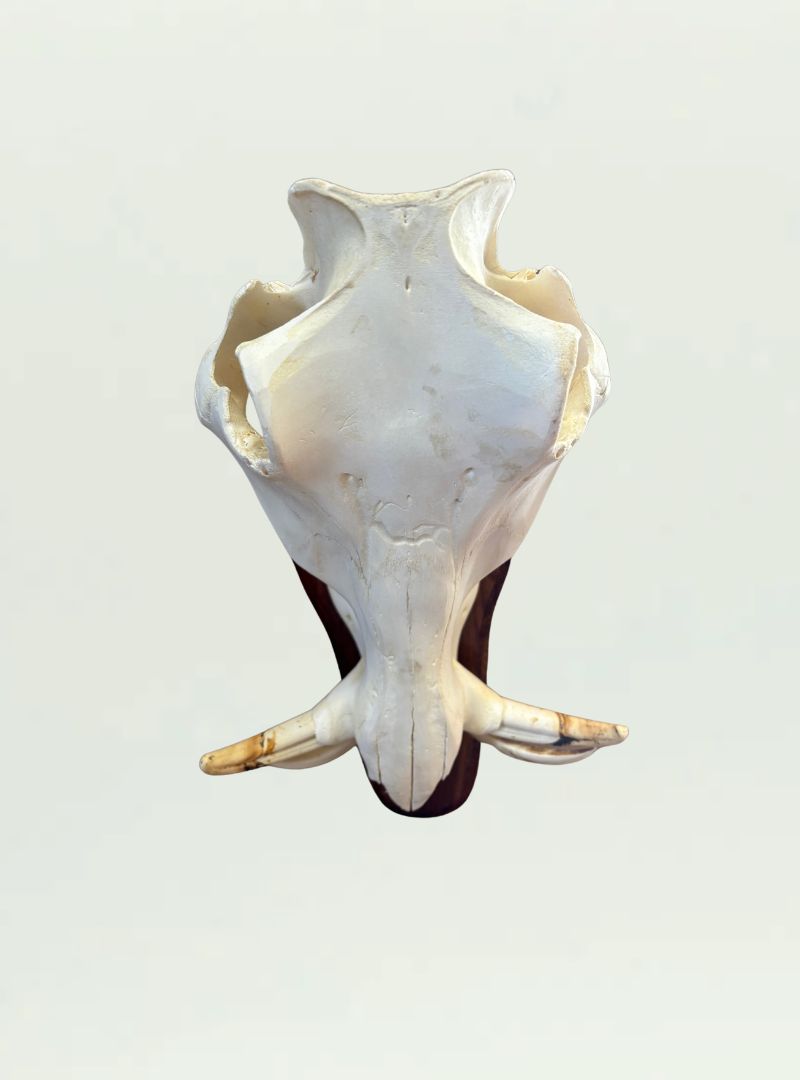 Warthog Skull