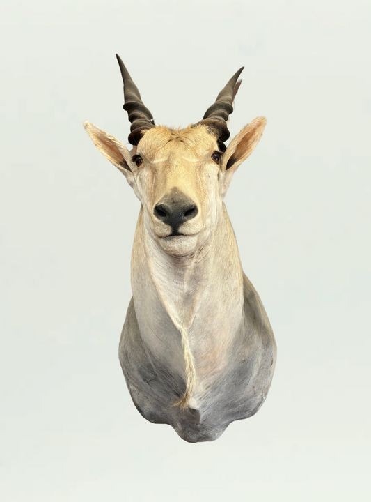 Eland Head