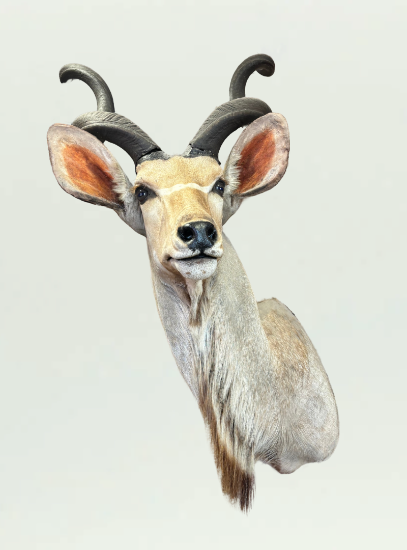 Kudu Head