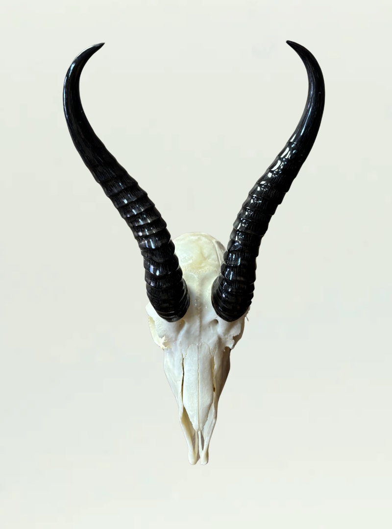 Full Skull Springbok